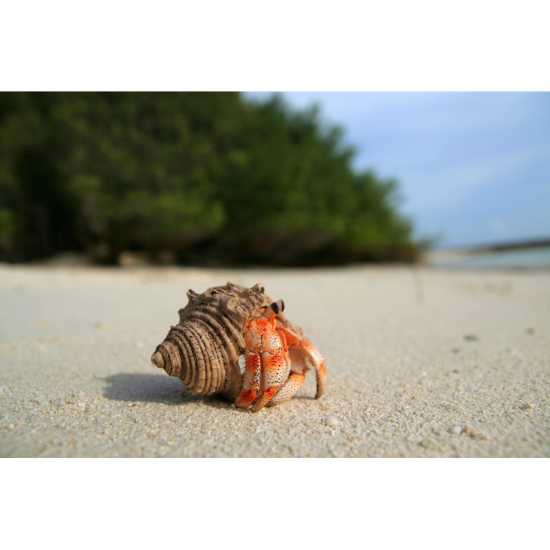 Land Hermit Crab by Byrko - No Frame Print on Canvas, 20cm H x 30cm W