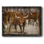 Longhorns, reproduction d'art sur toile encadrée-1452552757-1452552758