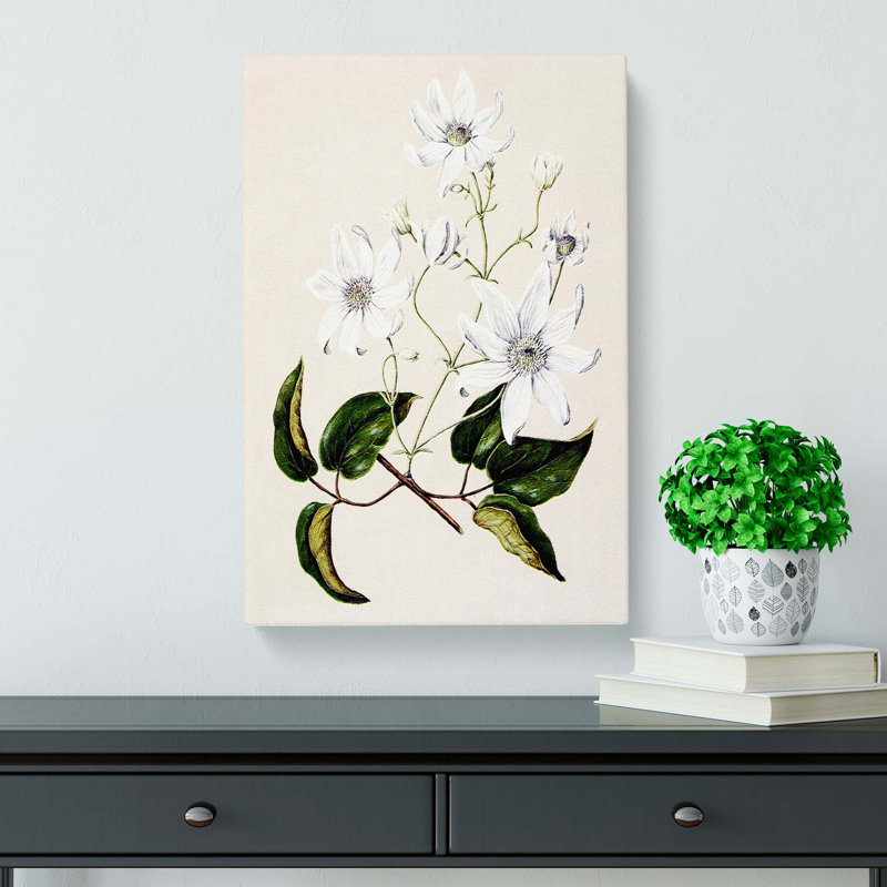 White Clematis Flowers by Sarah Featon - Wrapped Canvas, 50cm H x 35cm W x 3cm D