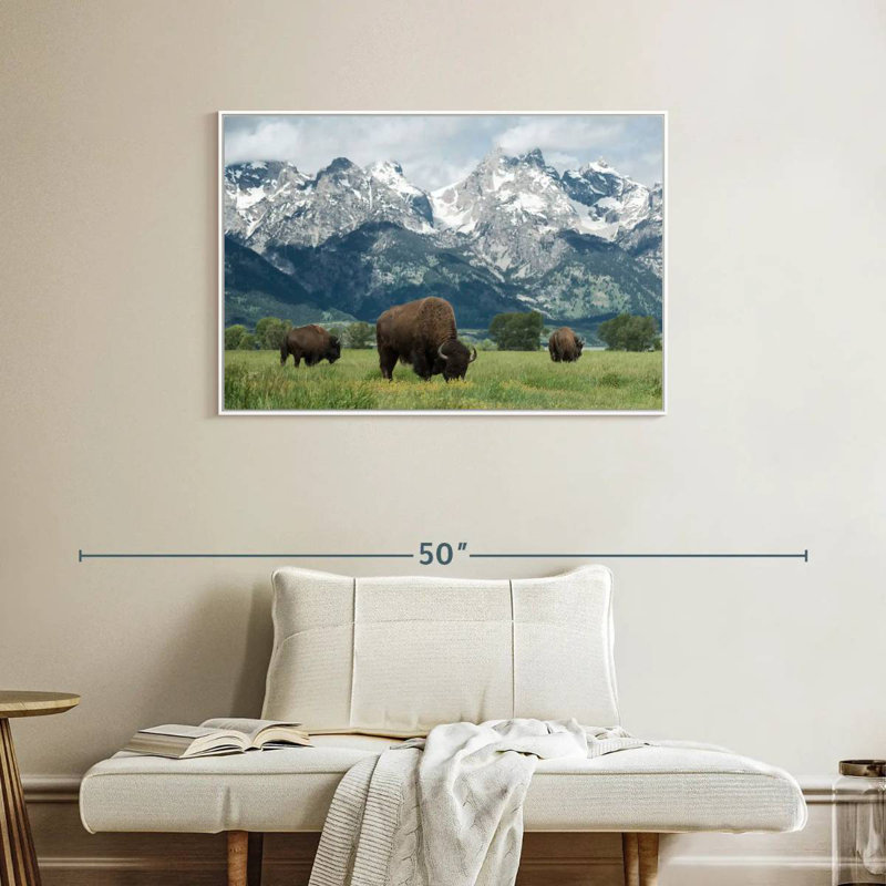 Bison Teton broutant, Cadre flottant blanc, 37 po x 25 po