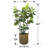 66'' Faux Fiddle Leaf Fig Tree in Wicker/Rattan Basket