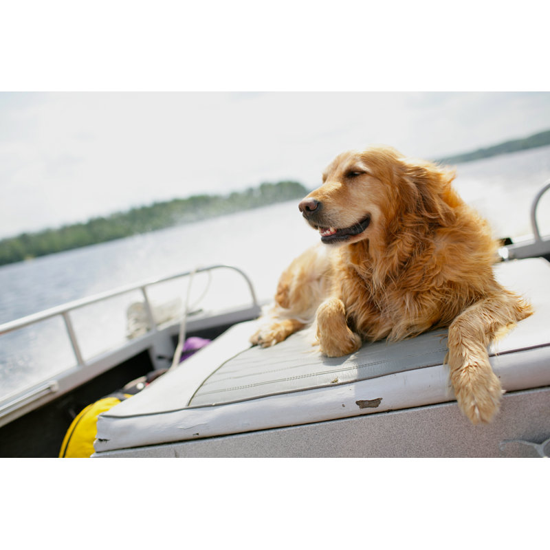 Dog In A Motorboat by Bsteege - Wrapped Canvas Print, 30cm H x 46cm W x 3.8cm D