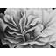 Magnifique imprimé de fleurs noires et blanches | Décoration de chambre à coucher