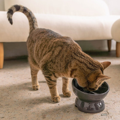 Dexypaws: bol pour chat en céramique surélevé - 7 oz, plat pour animaux de compagnie, repas, nourriture et eau, hauteur ergonomique, incliné et surélevé, design brillant élégant