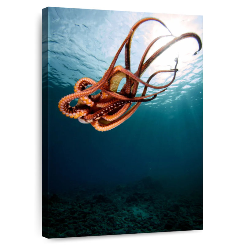Brampt Diving Octopus, 51" H x 34" W