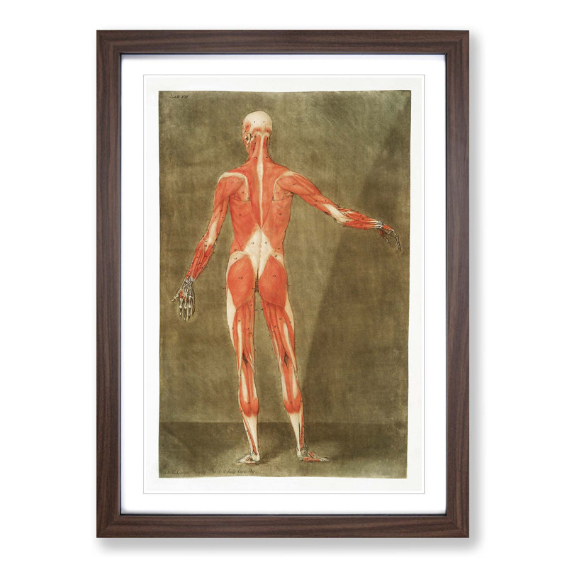 Anatomical Illustration of a Male No. 5 by Gautier-Dagoty - Picture Frame Painting Print, 36cm H x 27cm W x 2cm D