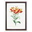 Red Peruvian Lily Flowers - Picture Frame Painting Print-55597997-55597998