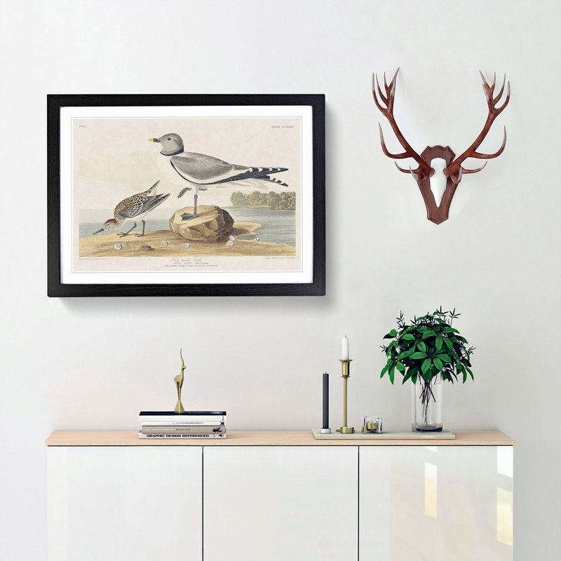 Fork-Tailed Gull by John Audubon - Framed Print, Black Framed, 36cm H x 48cm W x 2cm D