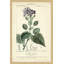 «Botanique Study in Lavender III», reproduction d'impression encadrée-21850445