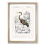 Heron by Charles D'Orbigny - Picture Frame Painting Print-55602240-55602242