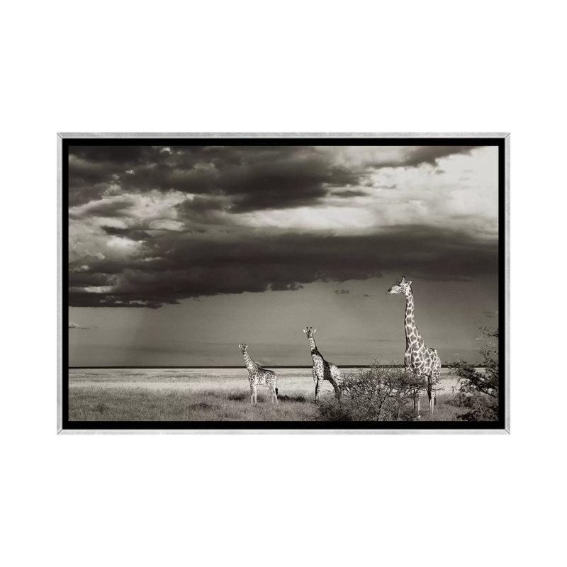Girafe trio B&W par Klaus Tiedge-reproduction de photo, Toile avec cadre argenté, Pas de tapis, H 26 po x l 40 po x 1,5 po