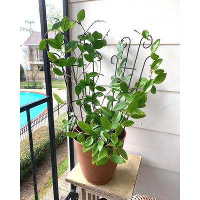 Khoe 23.6'' H x 11.4'' W Metal Fan Trellis