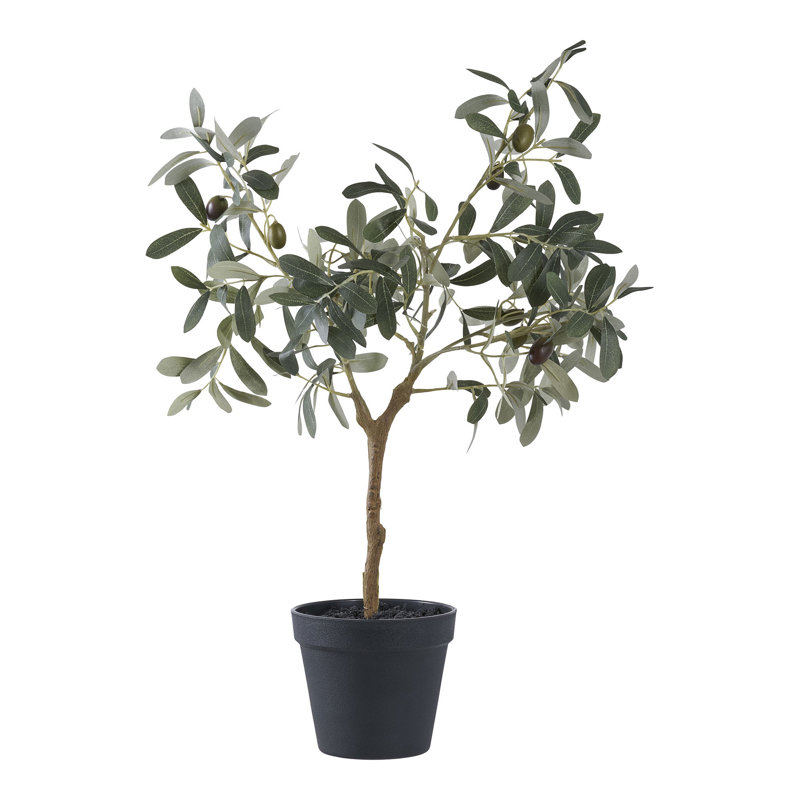 Andreino 61cm Olive Tree Plant