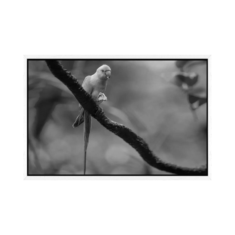 Rose-ringed Parakeet feeding, Jurong Bird Park, Singapore 1 Piece Wall Art on Canvas, 101.6 cm H x 66.04 cm W, White Framed