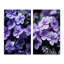 «Violets Whispering Photo», 2 pièces-491438471-491438491
