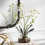 Orchidée Uttermost Glory