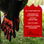 Gant (s) pour barbecue BBQ Dragon Extreme
