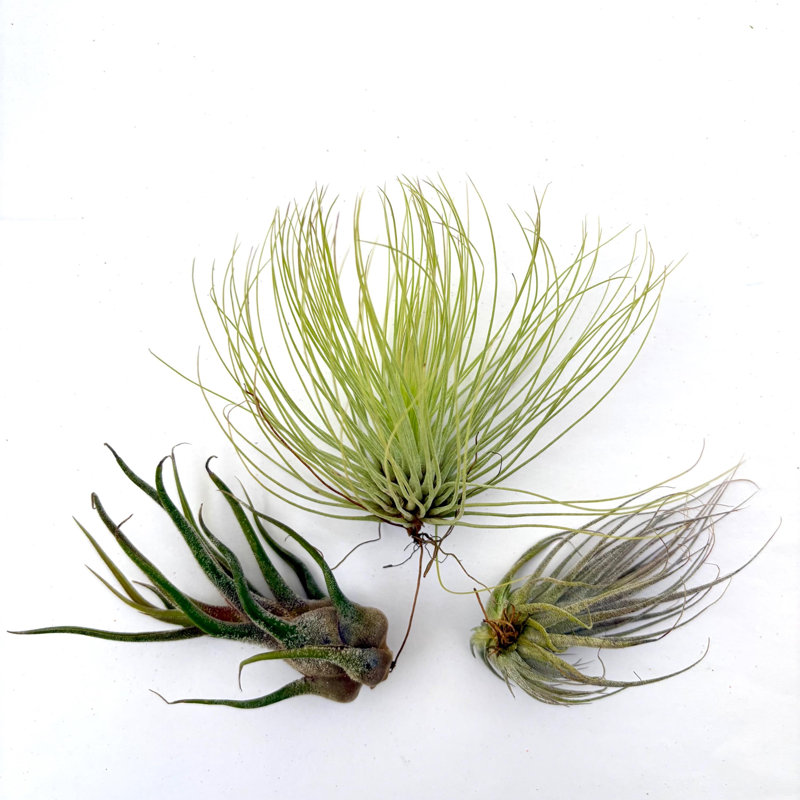 Air Plant Bundle EHLANPRU 3PK 3"-4"