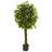Ficus Tree with Braided Trunk
