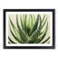 Angelical Aloe Vera Plant - Framed Print-65429968-65429969