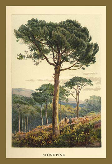 « stone pin » par w.h.j. boot, impression