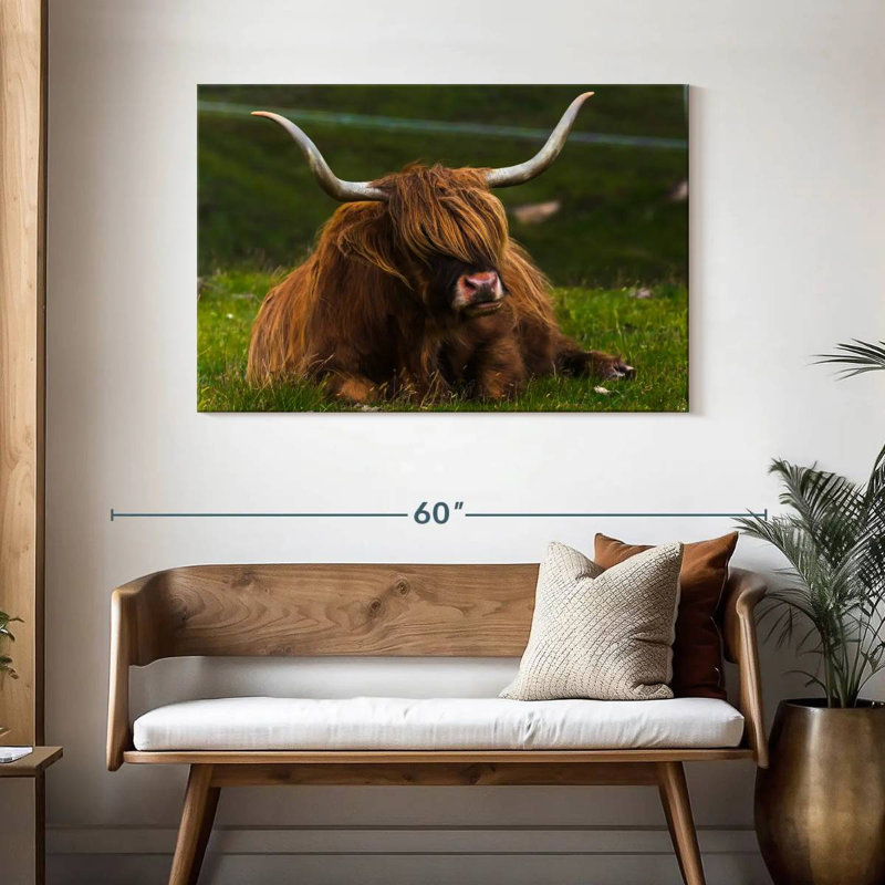 Vache Highland sur herbe, H 30 po x l 45 po