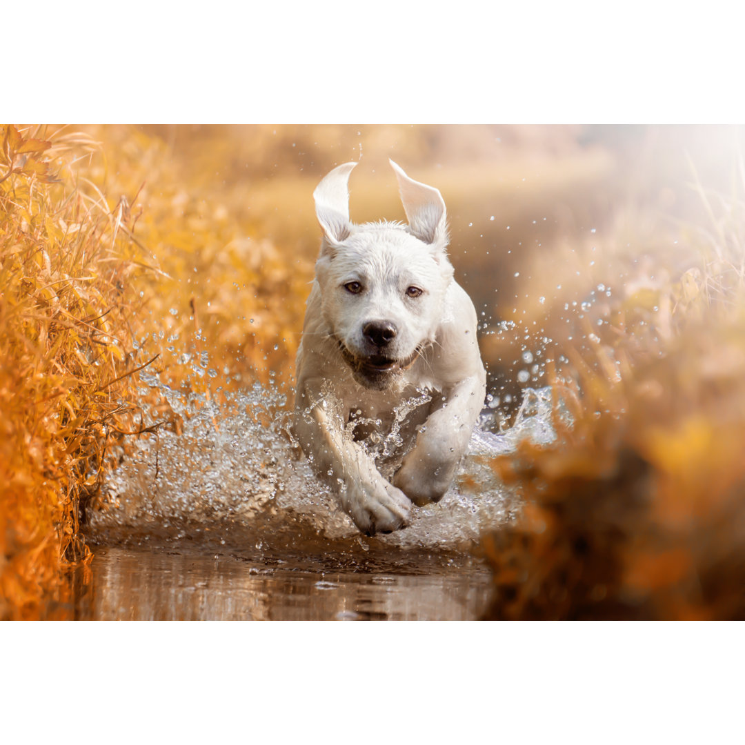 Leinwandbild Junger Labrador Retriever Hundewelpe läuft durch den Fluss während des goldenen Sonnenuntergangs