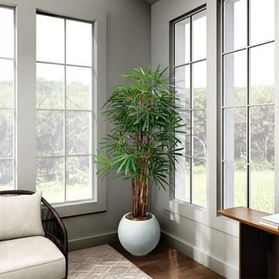 Jardinière 7 'Lady Palm en blanc Porter