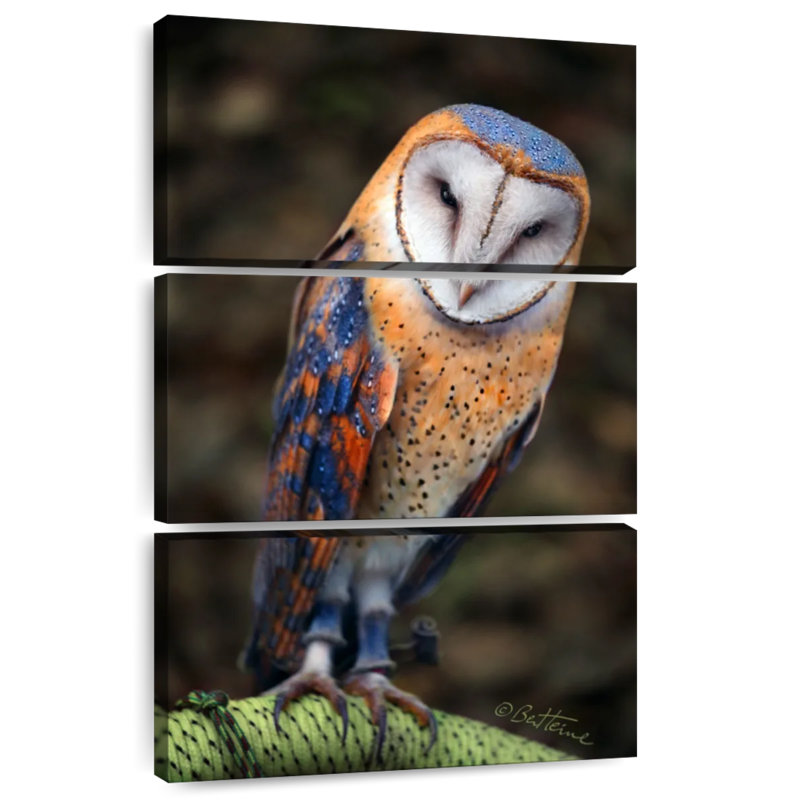 Brampt Heart-Shaped Face Barn Owl, 45" H x 28" W