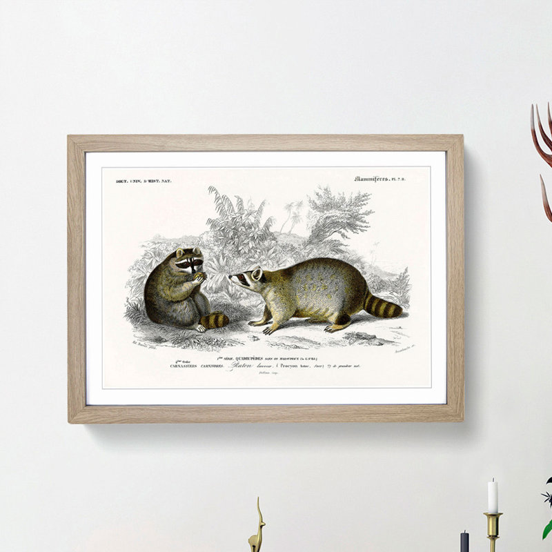 Raccoon Illustration by Charles D'Orbigny - Picture Frame Painting Print, 48cm H x 65cm W x 2cm D, Oak Framed
