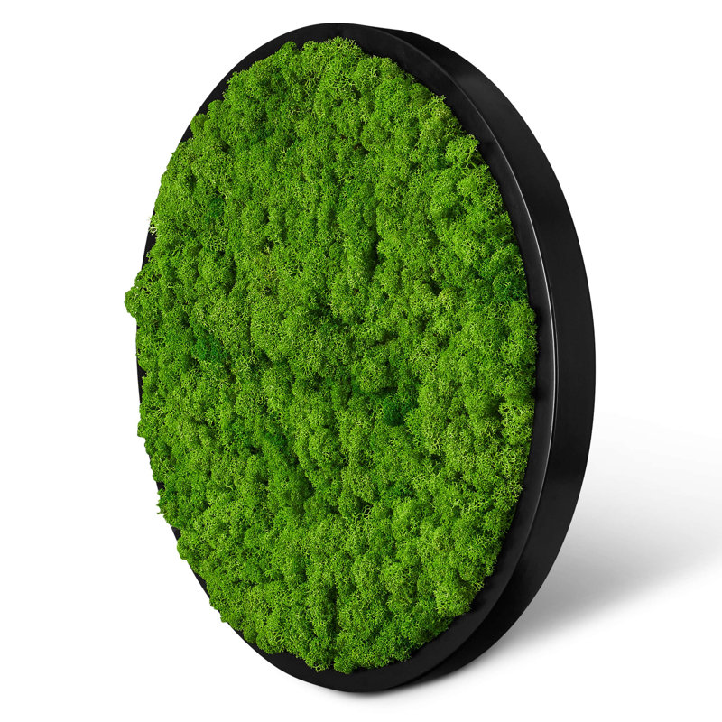 Moss Picture Reindeer Moss Round, 50cm H x 50cm W x 5cm D, Black