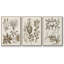 «Sepia Botanical Journal VI», ensemble de 3 pièces encadrées sur toile-1635931784-1635930486