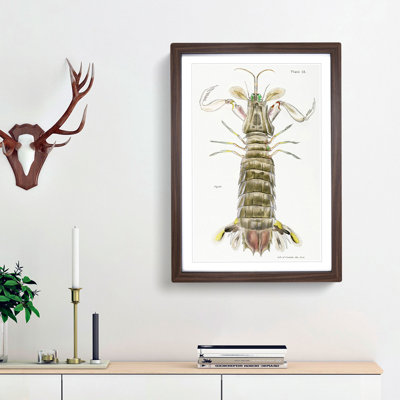 Mantis Shrimp by J.E. De Kay - Picture Frame Painting Print