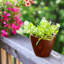 Pots de fleurs en plastique imitation bois foncé avec système d'arrosage automatique, ensemble de 2