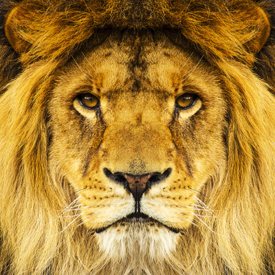 Mighty Lion - Wrapped Canvas Print