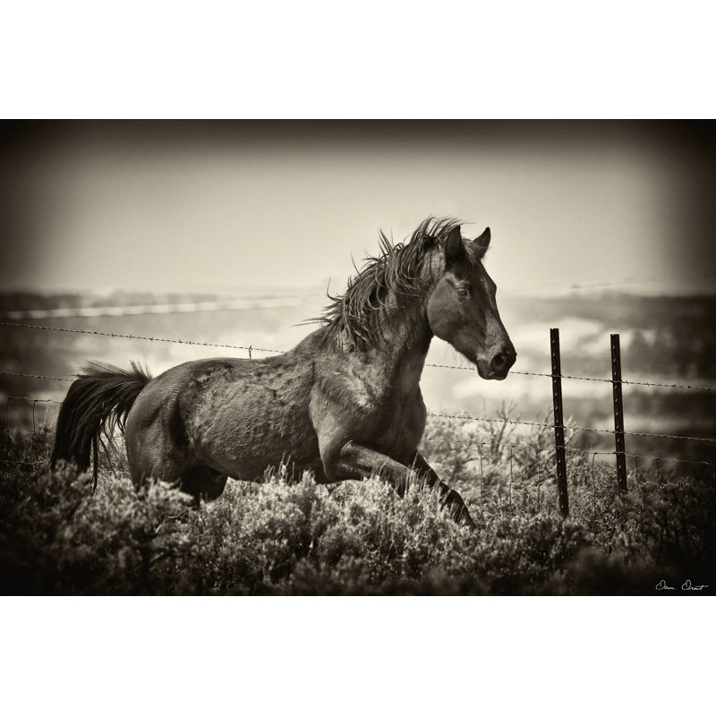 Running Horse by David Drost - Wrapped Canvas Art Prints, 61cm H x 91cm W