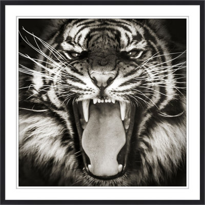 Tigre en vue 1