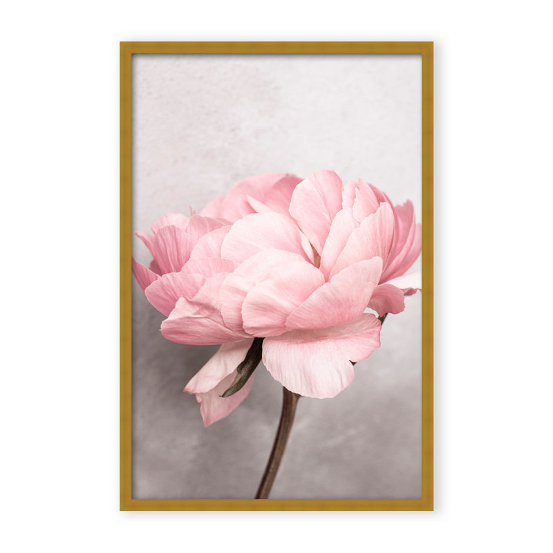 Nature Inspired Peony by  - Picture Frame Photograph on Paper, 24" H x 16" W x 1.125" D, Black, Framed Matted Print