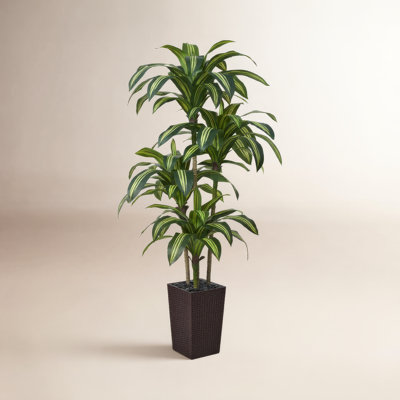 Almina Dracaena Tree in Decorative Vase