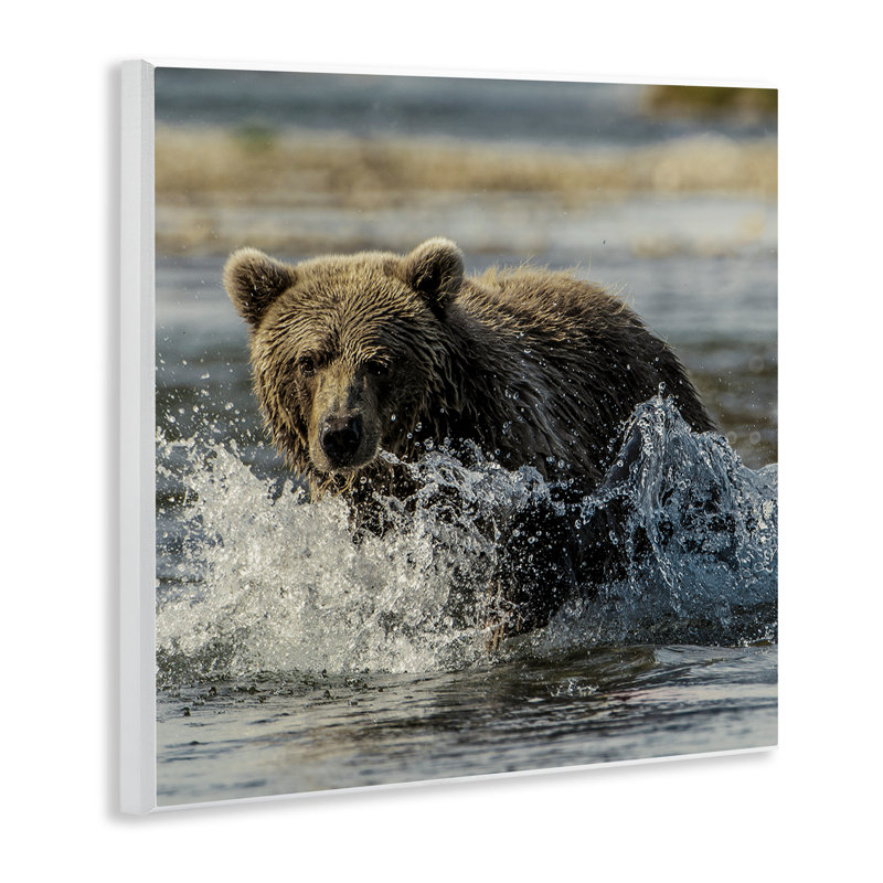 Plaque murale «Bear Splashing in River» par Danita Delimont