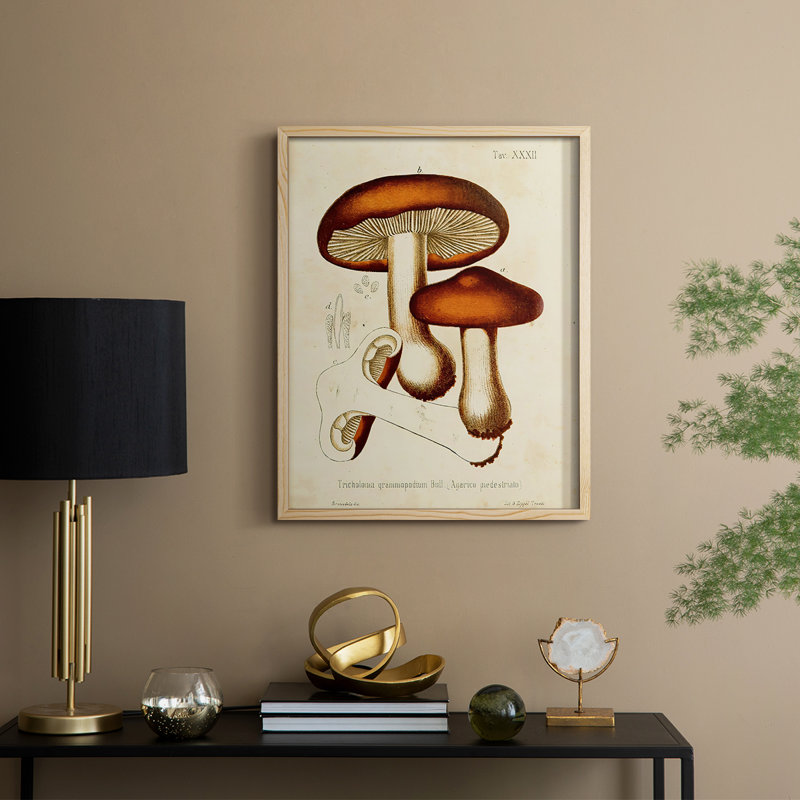 Champignon Variétés VI, reproduction encadrée - bois massif, H 11 po x l 9 po