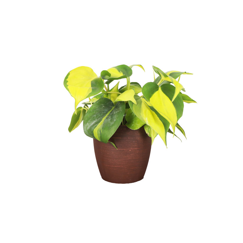 Live Brazil Philodendron Plant in Classic Pot, Copper