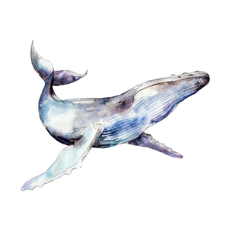 Anila, aquarelle de baleine sur toile, H 8 po x l 12 po