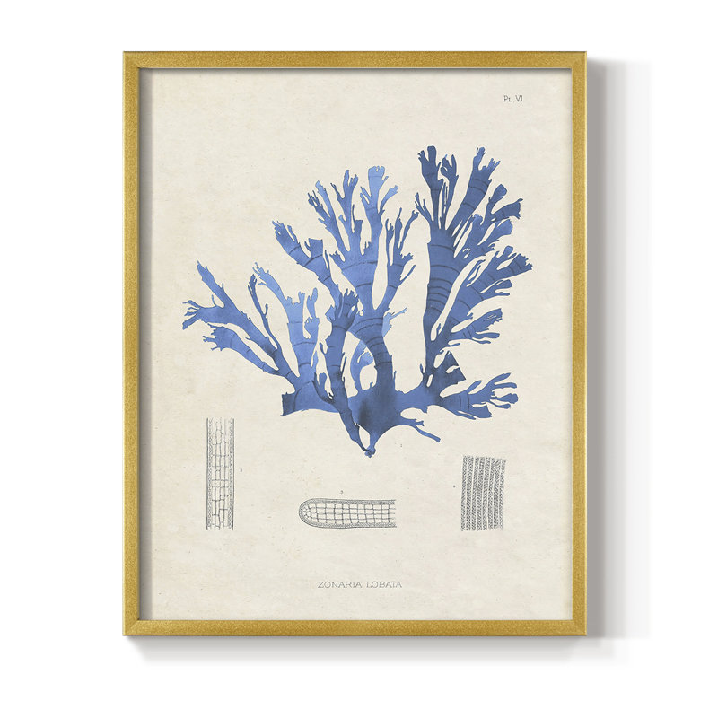 «Blue Marine Algae IX», reproduction encadrée - bois massif, Or, H 10 po x l 8 po