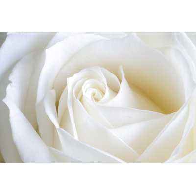 Pure Perfection - Wrapped Canvas Print