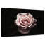 Rose œillet Harnek-108692692