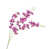 Mauve fuchsia