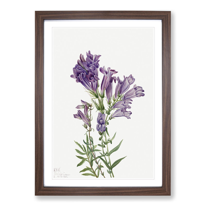 Purple Pentstemon by Mary Vaux Walcott - Picture Frame Painting, Walnut Framed, 48cm H x 36cm W x 2cm D