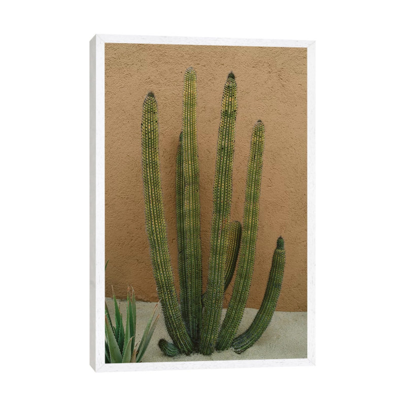 Cabo Cactus XI by Bethany Young - Print on Canvas, White Framed, 152.4cm H x 101.6cm W x 3.81cm D
