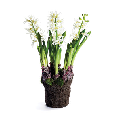 Plante florale à insertion jacinthe